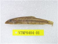 藏品(條紋原纓口鰍)的圖片